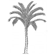 Palm Tree Cling Rubber Stamp