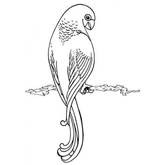 Parrot Rubber Stamp