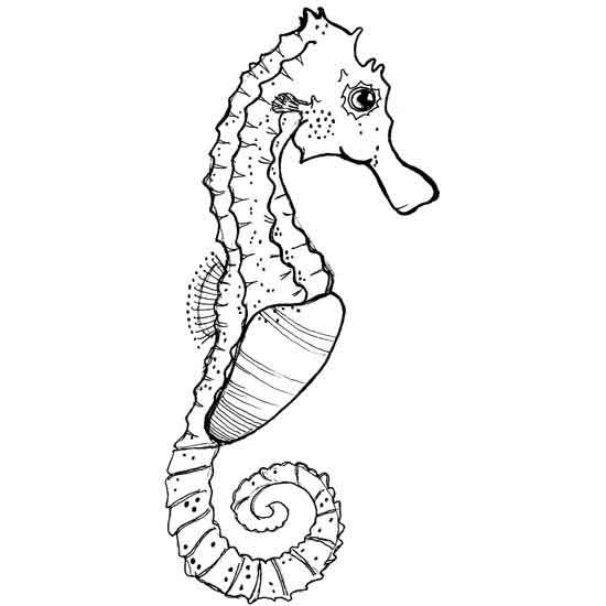 Seahorse Rubber Stamp