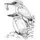 Kingfishers cling mounted Rubber Stamp